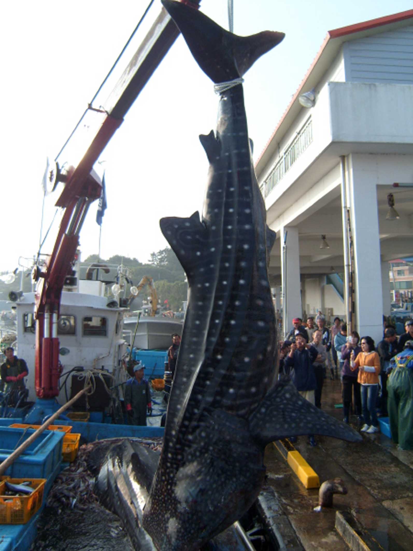 양양 남애서 살아있는 고래상어 잡혀 < 양양군 < 로컬뉴스 < 기사본문 - 강원신문