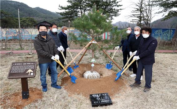 허필홍 홍천군수는 지난 3일 북방면 김효성 묘역에서 정이품송 자목을 식재했다.