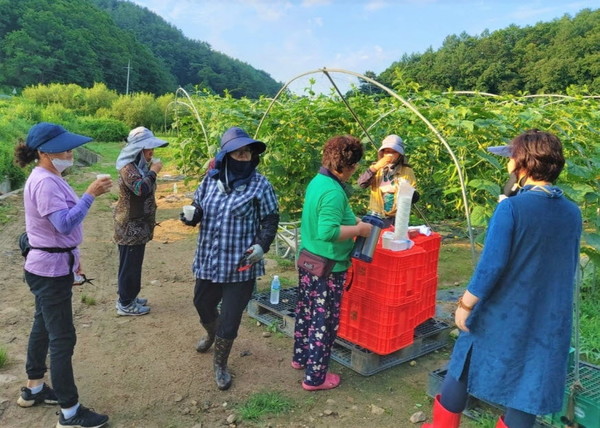 한국연예예술인총연합 홍천지회는 홍천 내촌면 일원의 한 농가에서 농촌 일손돕기 봉사활동을 펼쳤다.