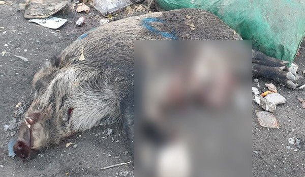 원주지방환경청(청장 이창흠)은 지난 16일 태백시에서 쓸개가 적출된 야생멧돼지 사체가 사체처리장이 있는 위생매립장에 반입된 것을 확인했다
