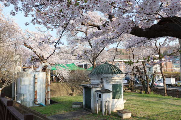 오는 30일부터 31일까지 이틀간 유천문화축제가 벚꽃 명소인 부곡수원지 일원에서 열린다. 