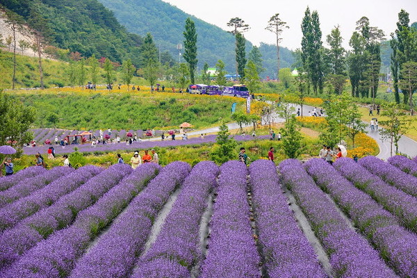 Visitors at the Lavender Festival